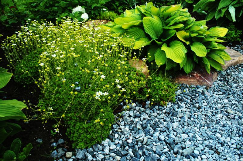 Ground Cover Planting