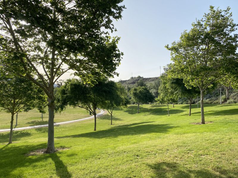 Landscaping with Trees