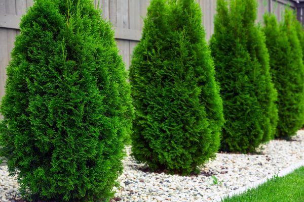 Arborvitae Planting in Asheville
