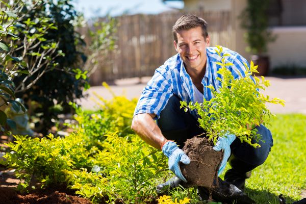 Bush Planting Service in Asheville