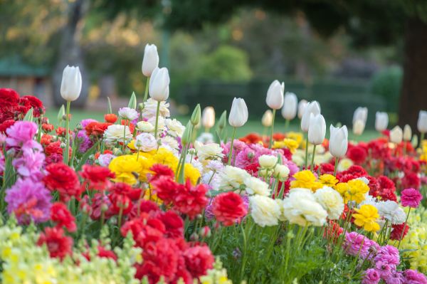 Gardening Service in Asheville