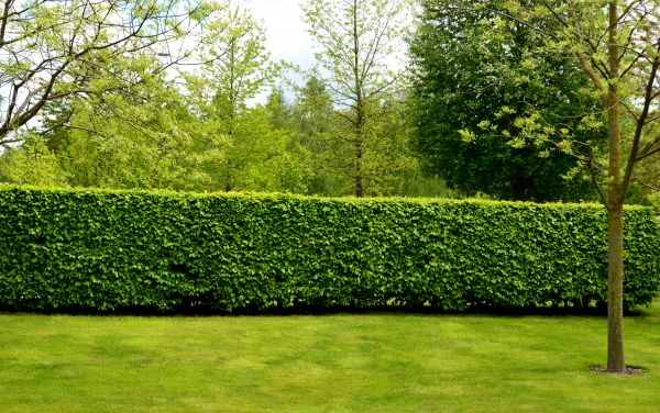 Hedge Planting in Asheville