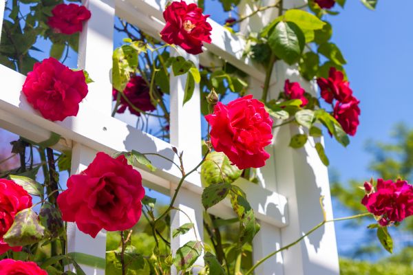 Home Gardening Service in Asheville