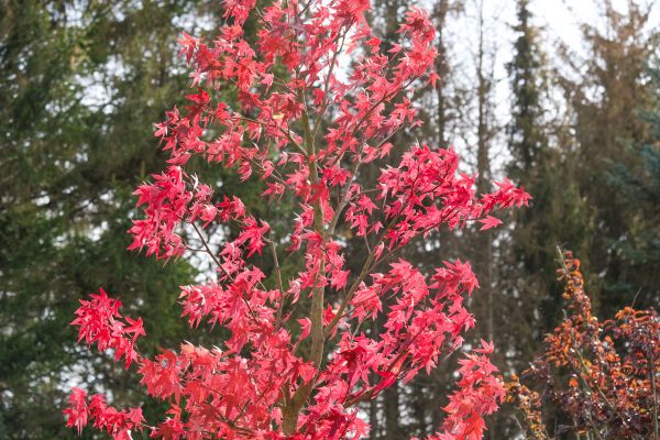 Japanese Maple Planting in Asheville