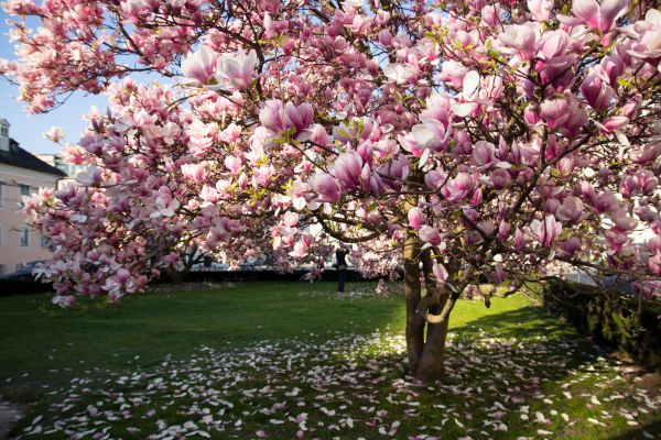 Magnolia Tree Planting in Asheville