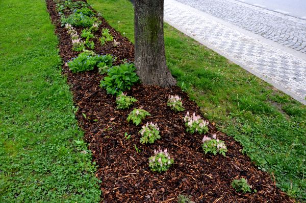 Mulch Replacement Service in Asheville