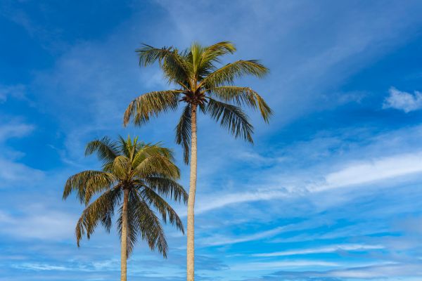 Palm Tree Planting in Asheville