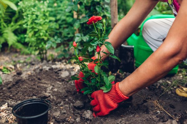 Planting Service in Asheville