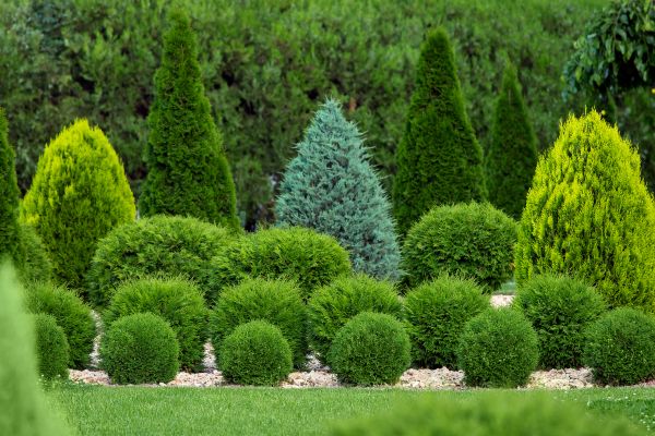 Shrub Replacement in Asheville