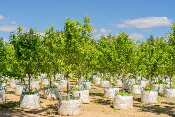 Tree Planting Service in Asheville