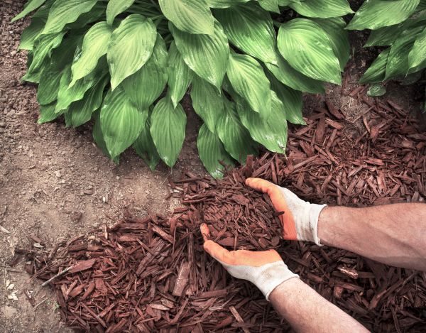 Shredded Mulch Service in Asheville