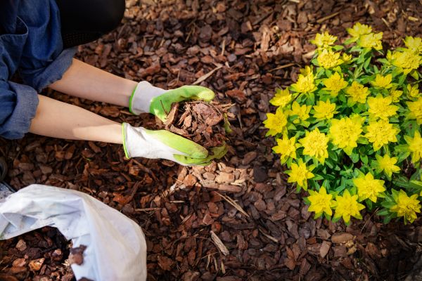 Pine Bark Mulch Installation in Asheville