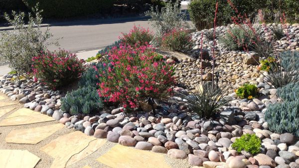 Xeriscape Landscaping in Asheville