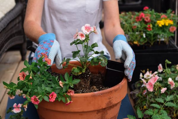Plant Care Service in Asheville