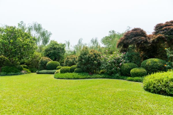 Tree Landscaping in Asheville