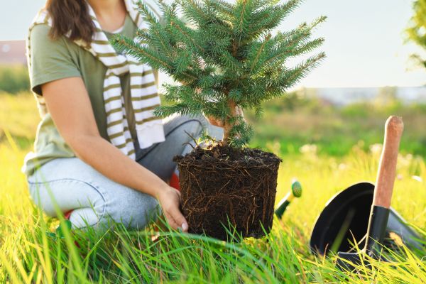 Spruce Tree Planting in Asheville