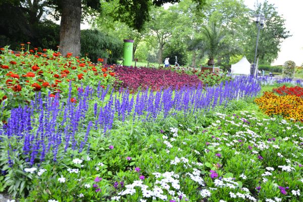 Perennials Planting in Asheville