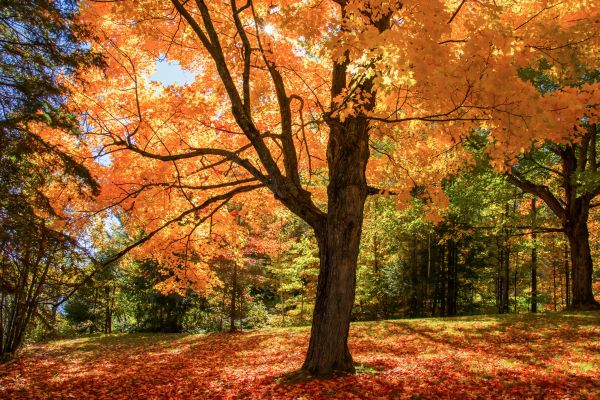 Maple Tree Planting in Asheville