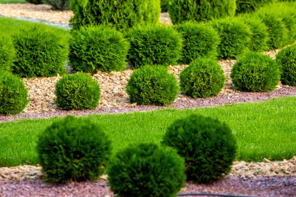 Bush Installation in Asheville