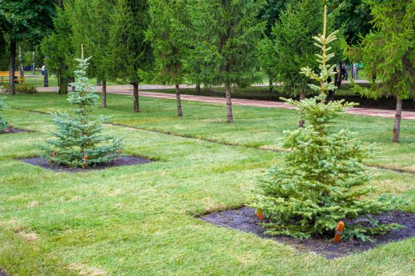 Privacy Trees Planting in Asheville