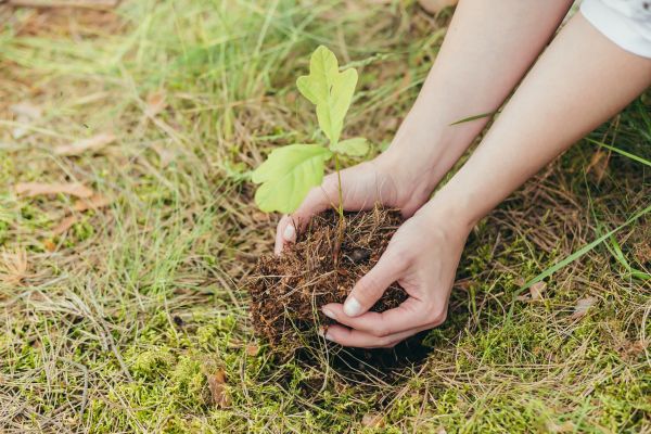 Oak Tree Planting in Asheville