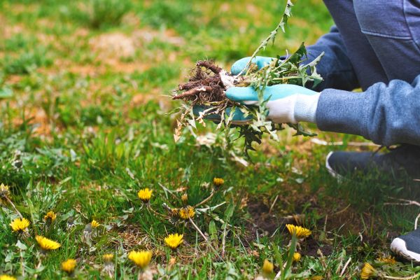 Flower Bed Clearing in Asheville