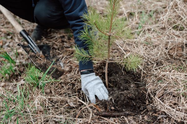 Pine Tree Planting in Asheville