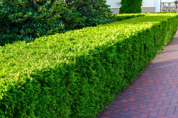 Hedge Installation in Asheville