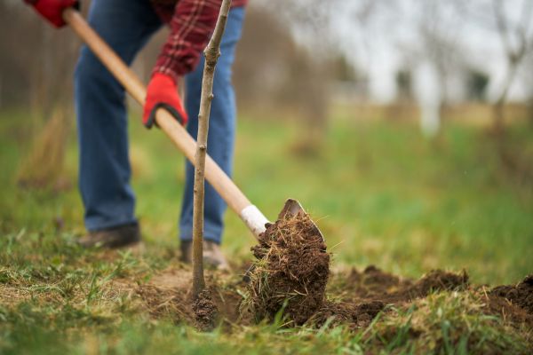 Trees Planting in Asheville