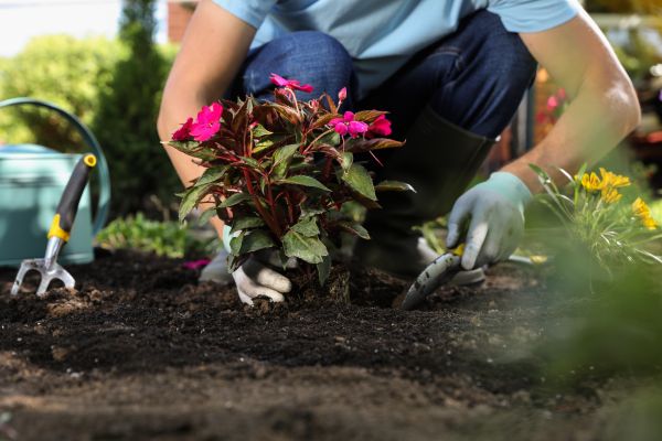 Plant Replacement in Asheville