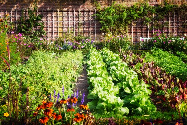 Garden Planting Service in Asheville