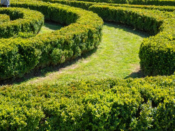 Bush Landscaping in Asheville