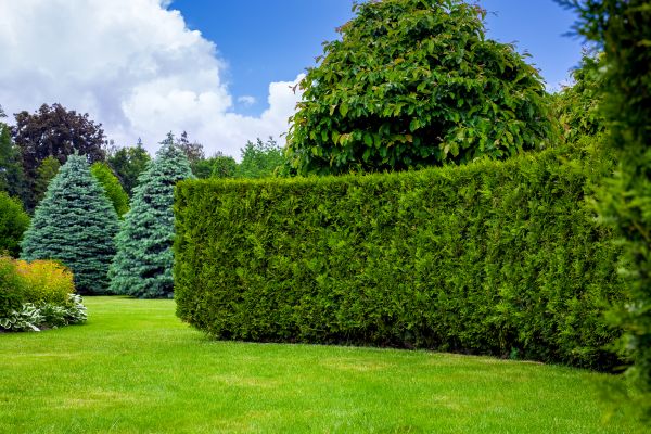 Hedge Landscaping in Asheville