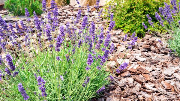 Pine Bark Landscaping in Asheville