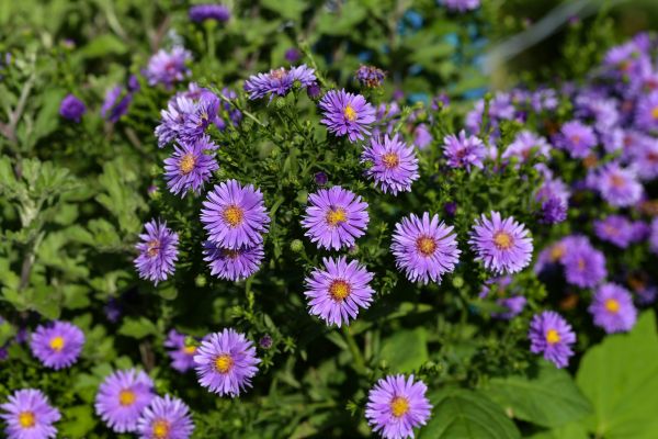 Perennial Flower Planting in Asheville
