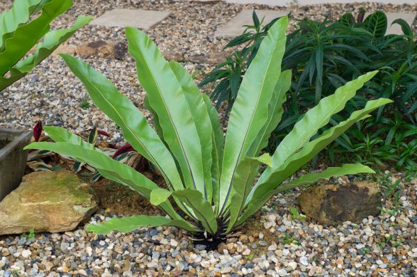 Pea Gravel Installation in Asheville