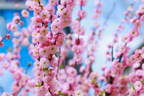 Japanese Cherry Tree Planting in Asheville