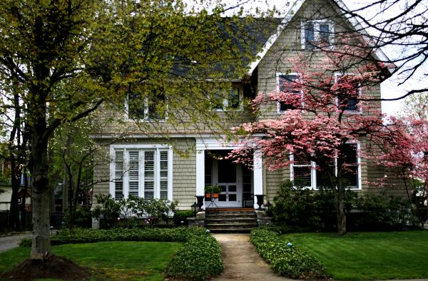 Ornamental Tree Planting in Asheville