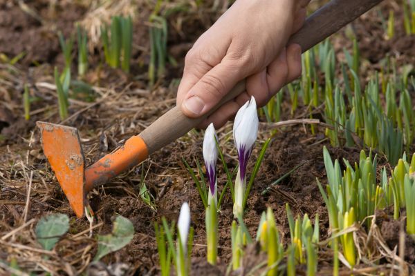 Flower Garden Weeding in Asheville