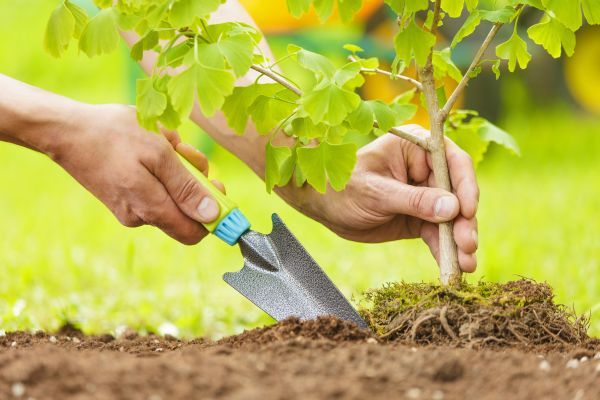 Fruit Tree Planting in Asheville