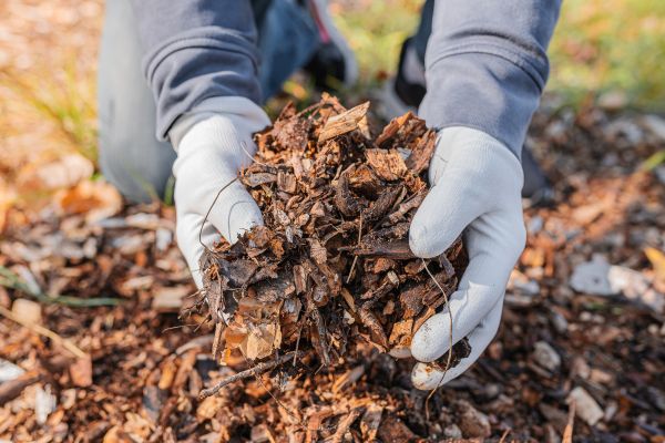 Shredded Mulch Installation in Asheville