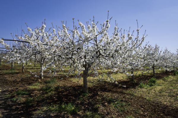 Orchard Planting in Asheville