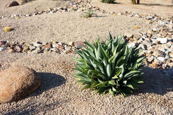 Xeriscaping Service in Asheville