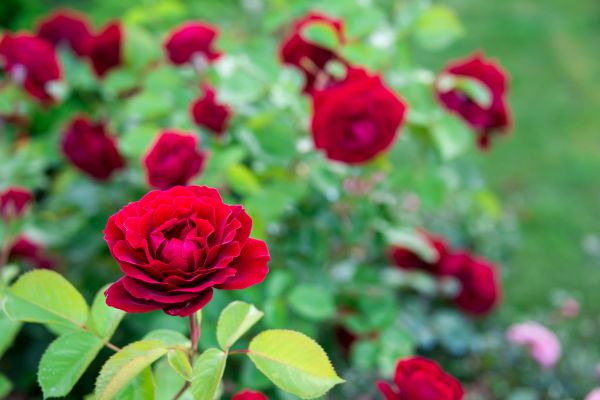 Rose Planting in Asheville