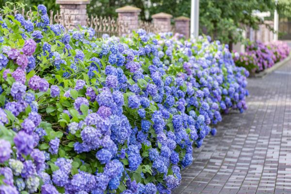 Hydrangea Landscaping in Asheville