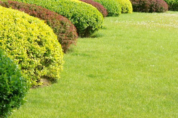 Shrubbery Planting in Asheville