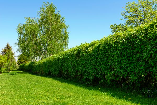 Hedge Replacement in Asheville