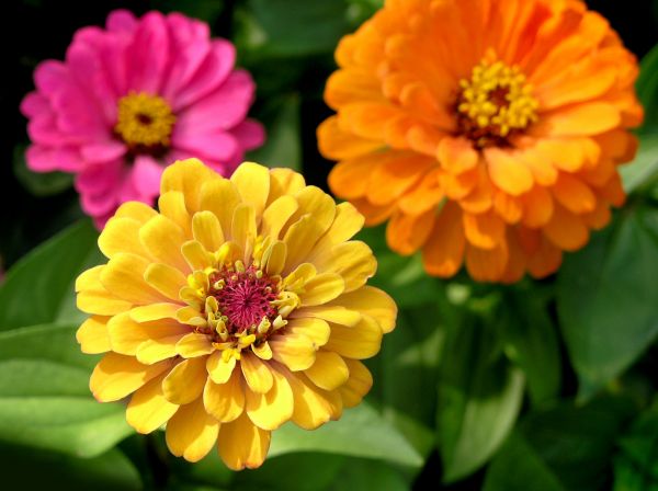 Zinnia Planting in Asheville