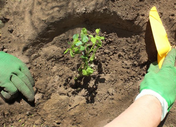 Rose Bush Planting in Asheville