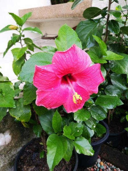 Hibiscus Planting in Asheville